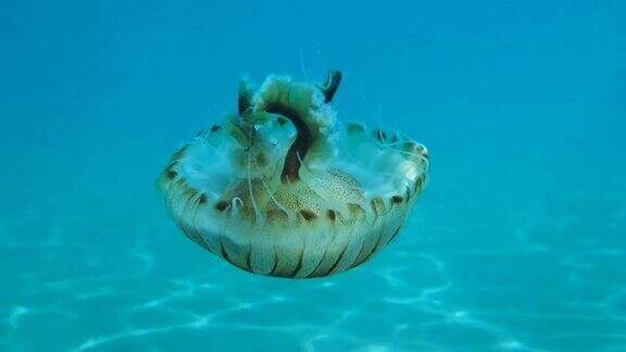 近景罗盘水母(Chrysaorahysoscella)游泳在蓝色的水在阳光亚得里亚海黑山欧洲