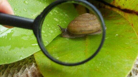 蜗牛在叶