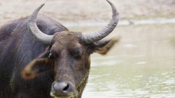 斯里兰卡水牛在水里涉水