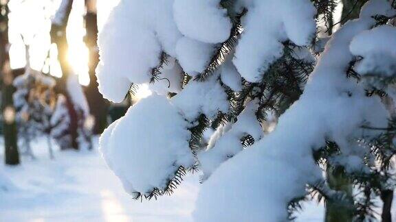 冬天的风景公园里白雪覆盖着美丽的树木覆盖着白霜