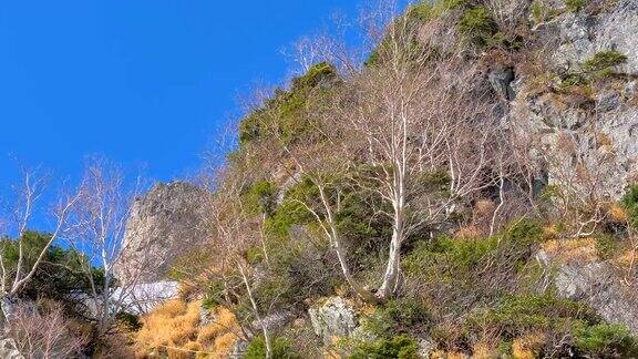 日本黑袍山脉上的树木