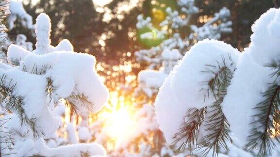 冬日的阳光穿过白雪覆盖的冷杉树枝