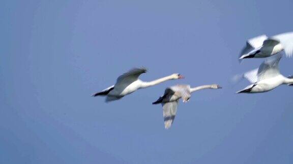 在一个阳光明媚的春天早晨一群野生白天鹅在一个大湖上空飞翔