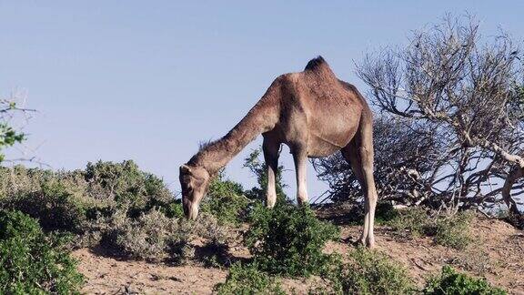 一只骆驼(单峰驼)在摩洛哥的Essaouira海滩上的沙丘上吃树叶