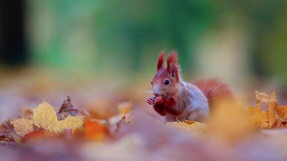 活泼的松鼠在生动的秋景中享受它的盛宴