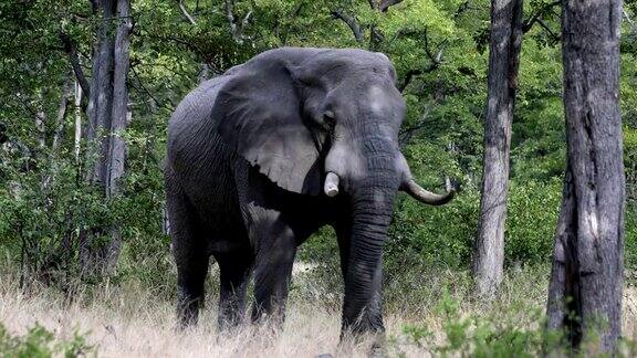 非洲象在莫雷米博茨瓦纳狩猎野生动物