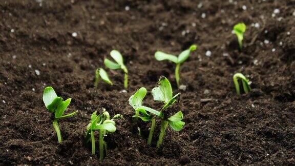 在温室农业中生长的植物发芽新生植物