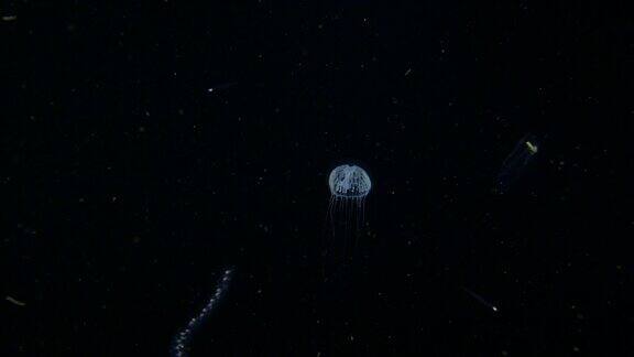 小的钟形水母在黑海中游泳