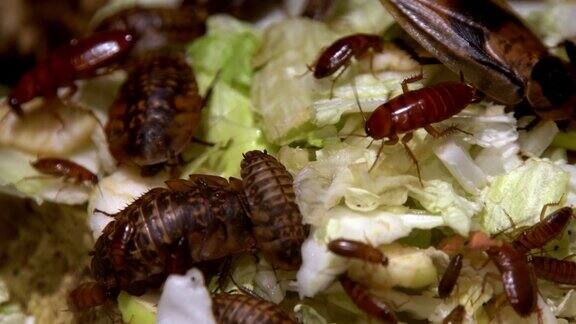 一群大小不同种类的蟑螂在吃食物家蟑螂在厨房吃卷心菜和面包昆虫家族有害的昆虫红蟑螂套装