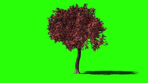 宏碁树延时生长绿屏变色