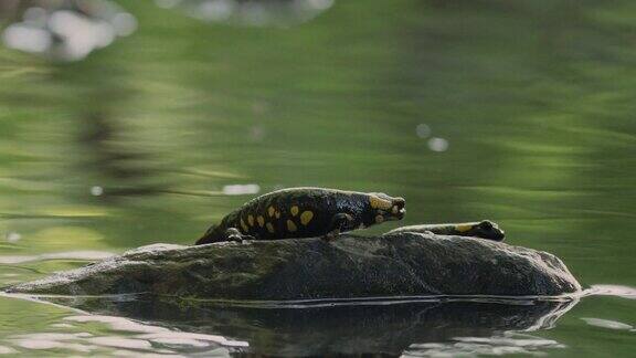 池塘里岩石上的火蜥蜴特写