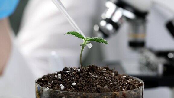 科学家在化学实验室用植物做实验