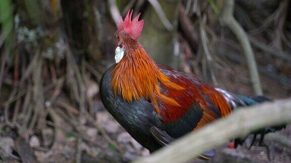 红原鸡(GallusGallus)是红原鸡科的热带鸟类