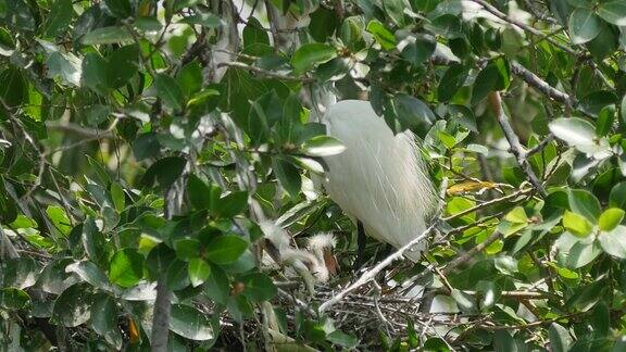 白鹭在树上的一个巢中照料扇动的翅膀