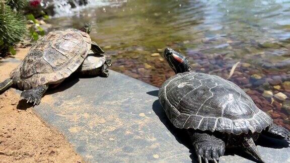 美丽的小海龟站在公园的湖边或池塘边晒太阳