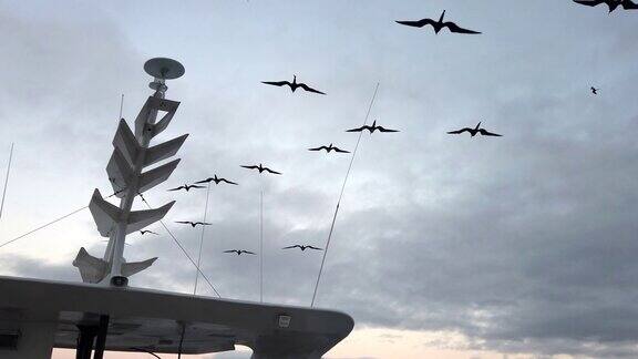 军舰鸟在船雷达桅杆旁翱翔