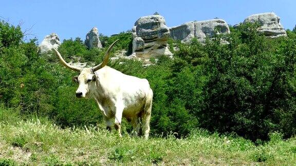 山上牧场上巨大的有角牛