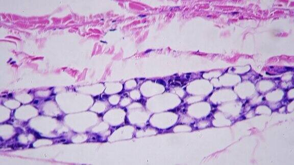 显微镜下400倍的人类皮肤显示汗腺对明亮的领域