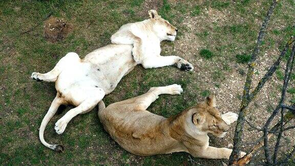 动物园里的两头狮子