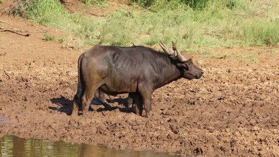 南非莫卡拉国家公园一只非洲水牛在泥泞的水坑里