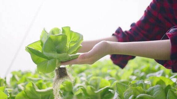 特写手握有机蔬菜水培温室农场有机新鲜收获蔬菜概念