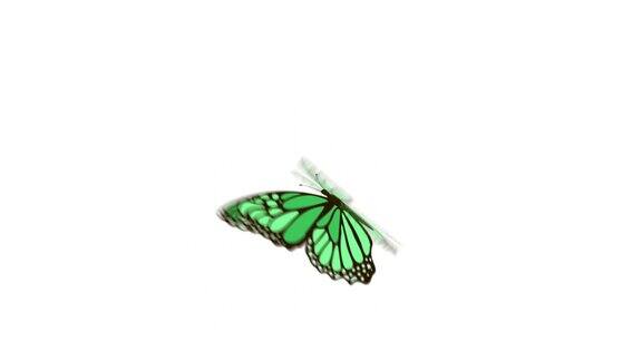 逼真美丽的蝴蝶动画飞行的一个绿色蝴蝶在白色背景与单独的alpha通道蝴蝶飞着拍打着翅膀可用于您的项目4k