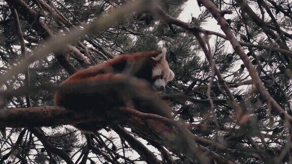 一只美丽的小熊猫(Ailurusfulgens)在科尔马登动物园的一棵树上休息的慢动作