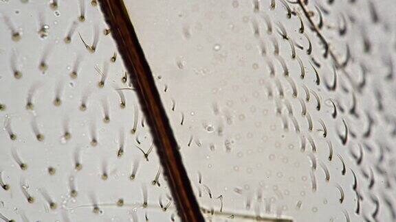 苍蝇的翅膀拍摄在显微镜下400倍明亮的背景