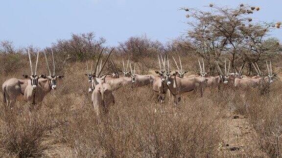 东非羚羊-贝萨羚羊也贝萨来自东非的羚羊发现在整个非洲角的草原和半沙漠两种颜色角羚羊羚羊群观察