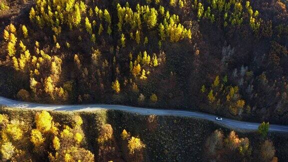 阳光明媚的秋季森林中的乡村道路鸟瞰图白色越野车行驶在秋色的树林中