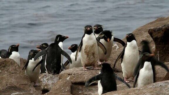 福克兰群岛:跳岩企鹅上坡奔跑