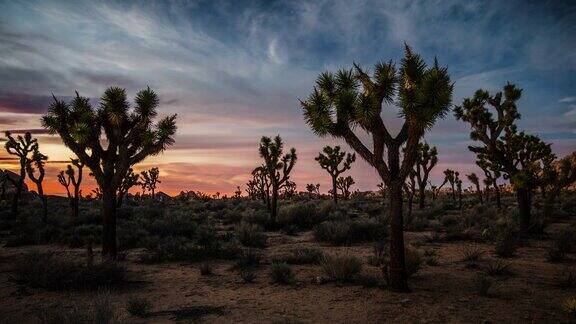 日落时的奥舒厄树沙漠景观