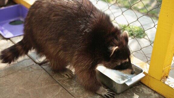 浣熊喝水从饮用者的特写动物园里的动物口渴的动物