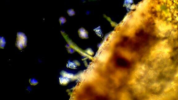 微生物-叶片上的旋涡菌菌落