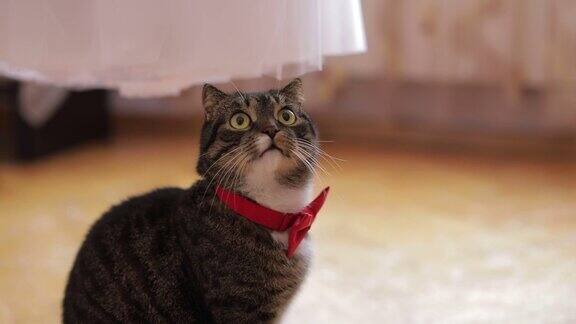 带着红色蝴蝶领带的可爱猫咪