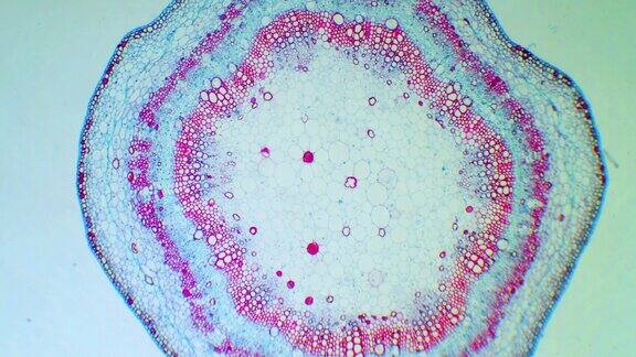 显微镜下的棉秆植物细胞显微图用于植物教育瞄准镜下的棉花一种植物的茎细胞的微观世界