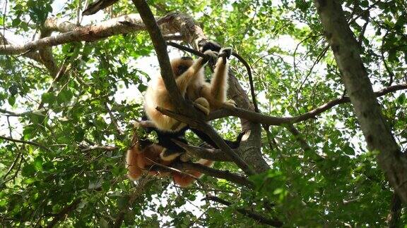 在自然背景的高树上的猴子家族动物