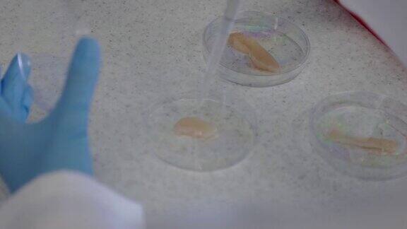 生物技术科学家用移液管在实验室培养皿中培育肉