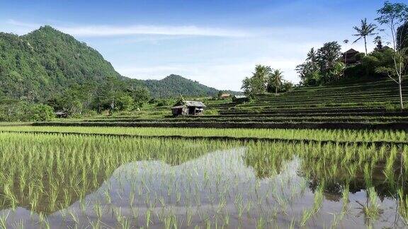 山的梯田和农民的房子印度尼西亚巴厘岛超高清4K