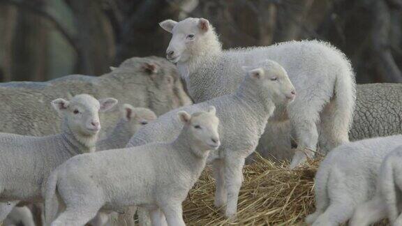 傍晚时分羊群在澳大利亚农场上吃草慢镜头