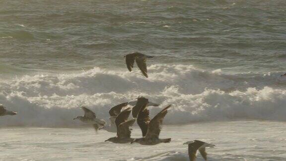 一群信天翁飞过日落照耀的海滩的跟踪镜头