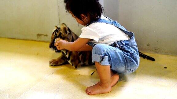 亚洲可爱的小女孩享受与小老虎