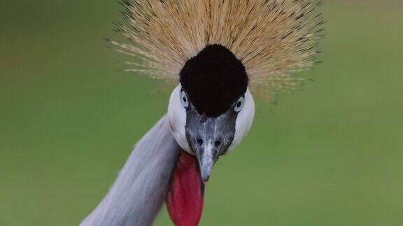 令人惊叹的美丽的特写灰色冠鹤的脸正面的观点