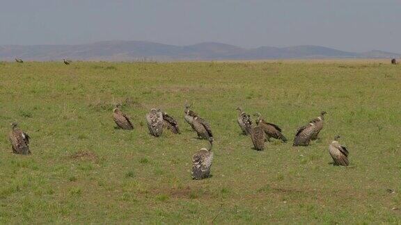 在非洲肯尼亚马赛马拉国家保护区兀鹫等待着吃角马的尸体