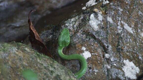 顶视图绿色坑毒蛇休息靠近小溪