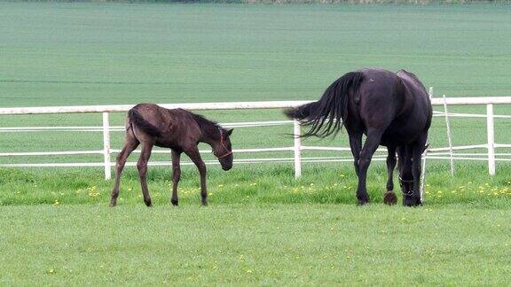 在牧场上的母马和小马驹黑色kladrubian马