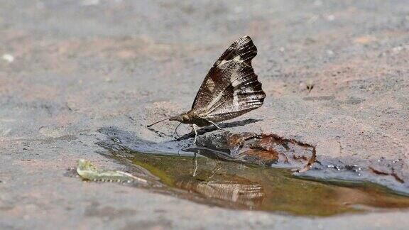 蝴蝶在地上吸食矿物