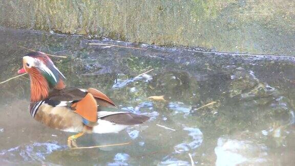 特写雄性鸳鸯(Aixgalericulata)游泳