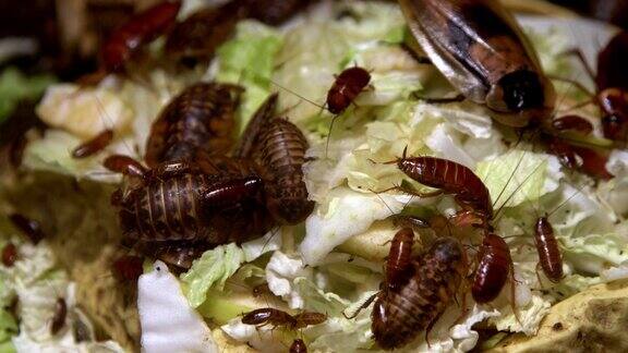 一群大小不同种类的蟑螂在吃食物家蟑螂在厨房吃卷心菜和面包昆虫家族有害的昆虫红蟑螂套装