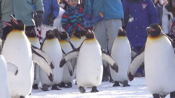 企鹅和家人在冬天游行